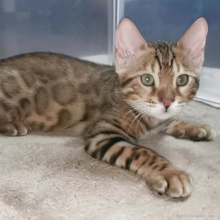 ID：2504-00396の子猫