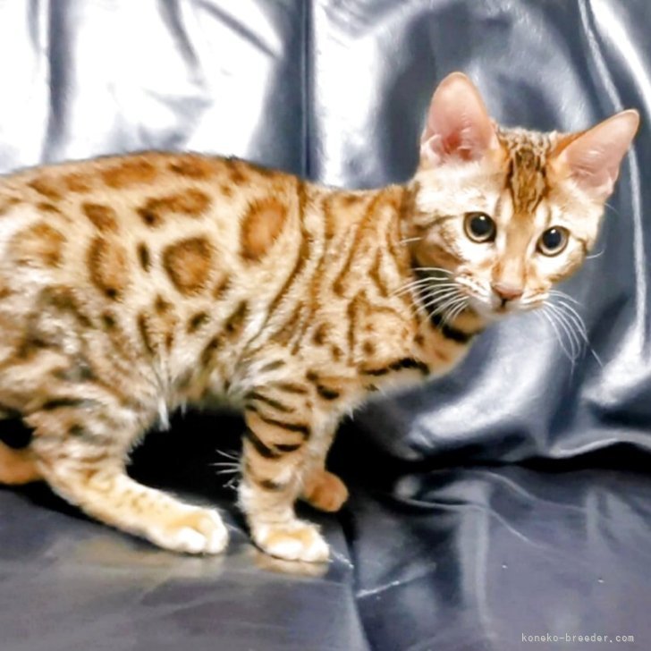 ブリーダー画像