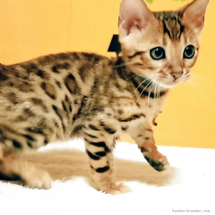 ベンガル【福岡県・男の子・2025年8月18日・ブラウンスポテットタビー(ロゼット)】の写真1「人懐っこい性格のイケメン君！」