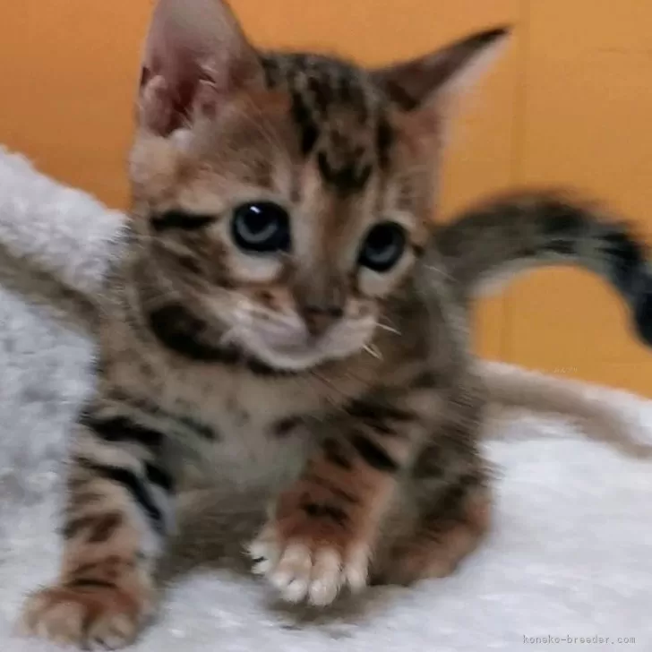 ID：2412-02726の子猫