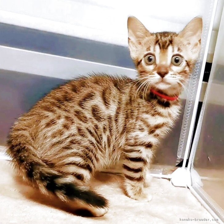 ブリーダー画像