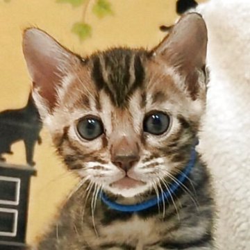 ベンガル【福岡県・男の子・2025年12月6日・ブラウンスポテットタビー(ロゼット)】の写真「お目目くりくり💓イケメン君です！」