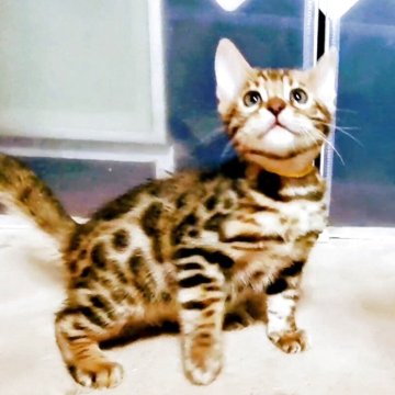 ベンガル【福岡県・男の子・2025年9月15日・ブラウンスポテットタビー(ロゼット)】の写真「ヒョウ柄がはっきりして綺麗です！」