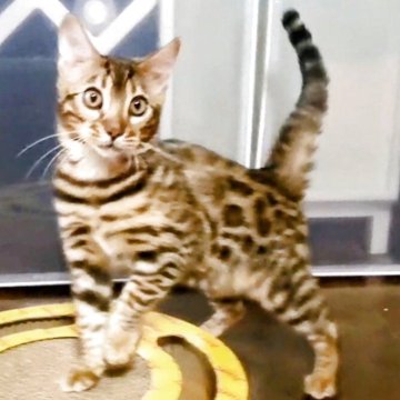 ベンガル【福岡県・女の子・2025年8月18日・ブラウンスポテットタビー(ロゼット)】の写真「人懐っこくて、可愛い性格です💓」