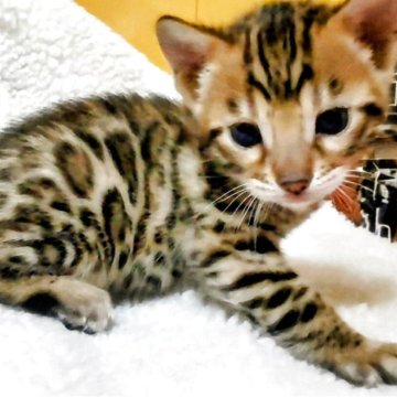 ベンガル【福岡県・女の子・2025年12月6日・ブラウンスポテットタビー(ロゼット)】の写真「ヒョウ柄のロゼットがとても綺麗です！」