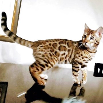 ベンガル【福岡県・男の子・2025年8月20日・ブラウンスポテットタビー(ロゼット)】の写真「クリスマスセール！人懐っこい性格のイケメン君😸」