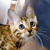 ベンガル