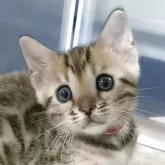 ベンガル