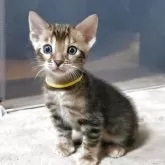 ベンガル