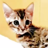 ベンガル