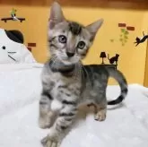 ベンガル