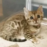 ベンガル