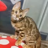 ベンガル