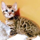ベンガル