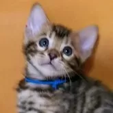 ベンガル