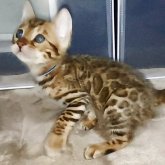 ベンガル