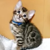 ベンガル