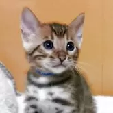 ベンガル