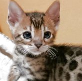 ベンガル