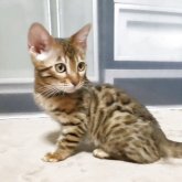 ベンガル