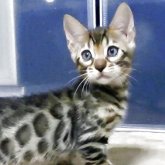 ベンガル