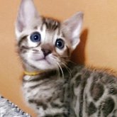 ベンガル