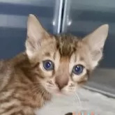 ベンガル