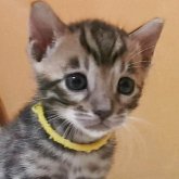 ベンガル