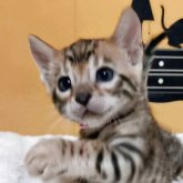 ベンガル