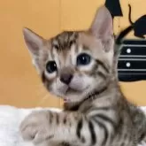 ベンガル