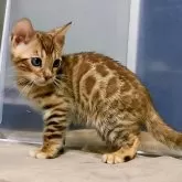 ベンガル