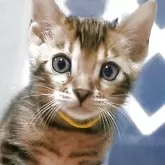 ベンガル