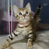 ベンガル