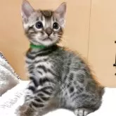 ベンガル