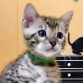 ベンガル
