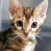 ベンガル