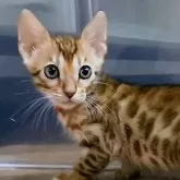 ベンガル