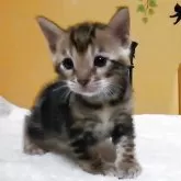 ベンガル