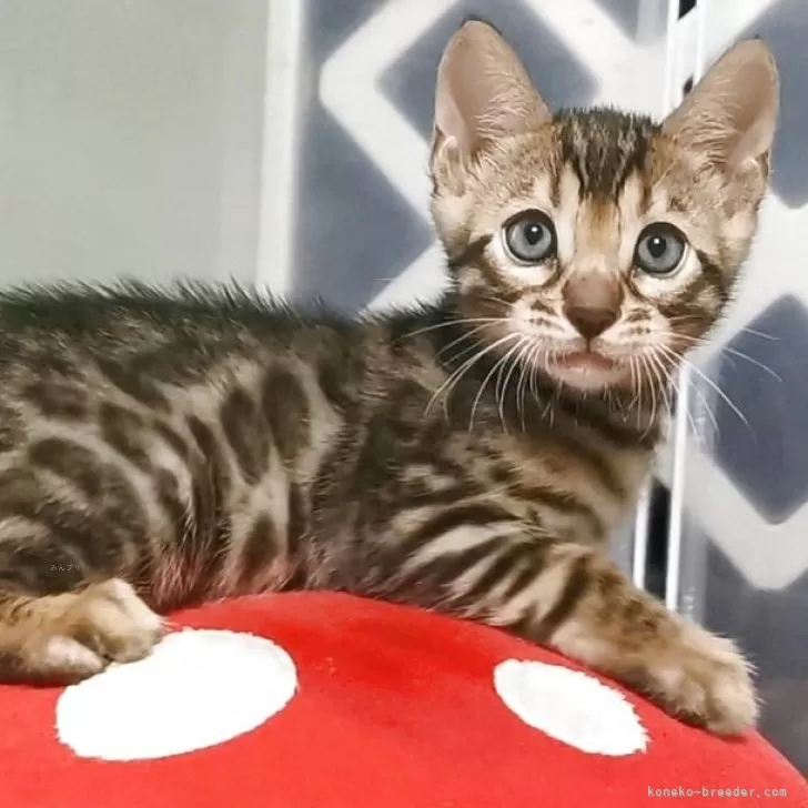 じゃれねこ『8月☆16 ブルー×グラデーション』 じゃれねこ『8月☆16 ブルー×グラデーション』