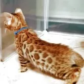 ベンガル【福岡県・男の子・2025年8月1日・ブラウンスポテットタビー(ロゼット)】の写真2「ヒョウ柄がとても綺麗です！」