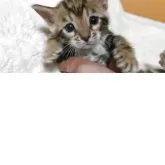 ベンガル【福岡県・男の子・2025年6月15日・ブラウンマーブルドタビー】の写真10「甘えん坊のかまってちゃん😸」