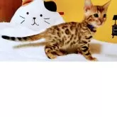 ベンガル【福岡県・男の子・2025年8月18日・ブラウンスポテットタビー(ロゼット)】の写真4「お問い合わせお待ちしております🙇」