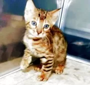 ベンガル【福岡県・男の子・2025年8月1日・ブラウンスポテットタビー(ロゼット)】の写真4「甘えん坊のかまってちゃん😉」