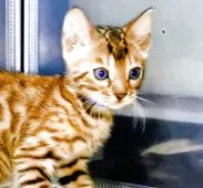 ベンガル【福岡県・男の子・2025年8月1日・ブラウンスポテットタビー(ロゼット)】の写真6