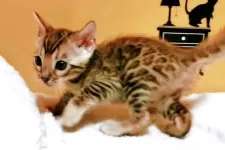 ベンガル【福岡県・女の子・2025年8月18日・ブラウンスポテットタビー(ロゼット)】の写真2「ヒョウ柄が綺麗です！」