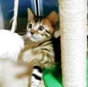 ベンガル【福岡県・女の子・2025年8月3日・ブラウンスポテットタビー(ロゼット)】の写真6