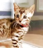 ベンガル【福岡県・女の子・2025年8月3日・ブラウンスポテットタビー(ロゼット)】の写真5