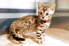 ベンガル【福岡県・女の子・2025年8月3日・ブラウンスポテットタビー(ロゼット)】の写真6