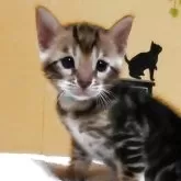 ベンガル【福岡県・男の子・2025年6月15日・ブラウンマーブルドタビー】の写真12