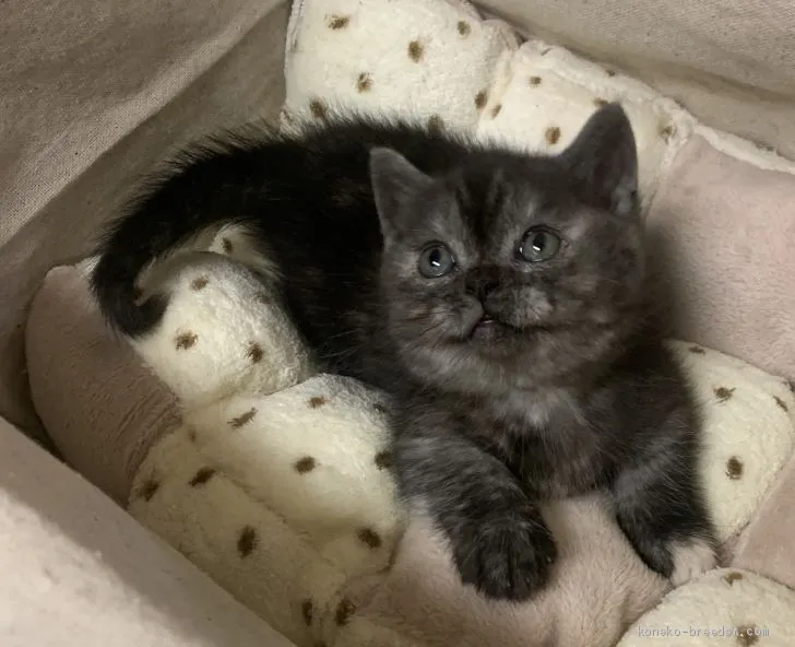 ID:2003-00918の子猫